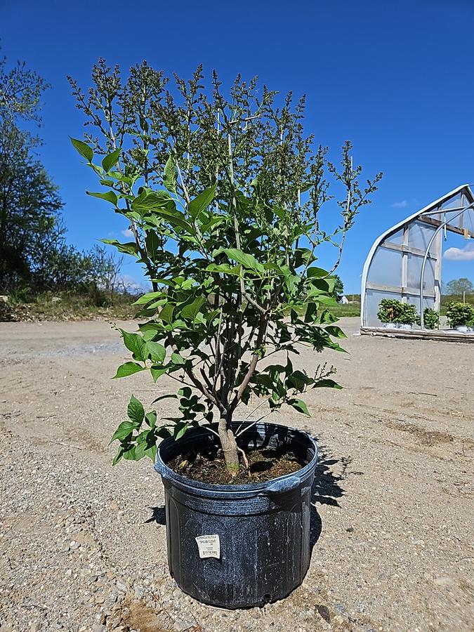 Syringa patula Dream Cloud™