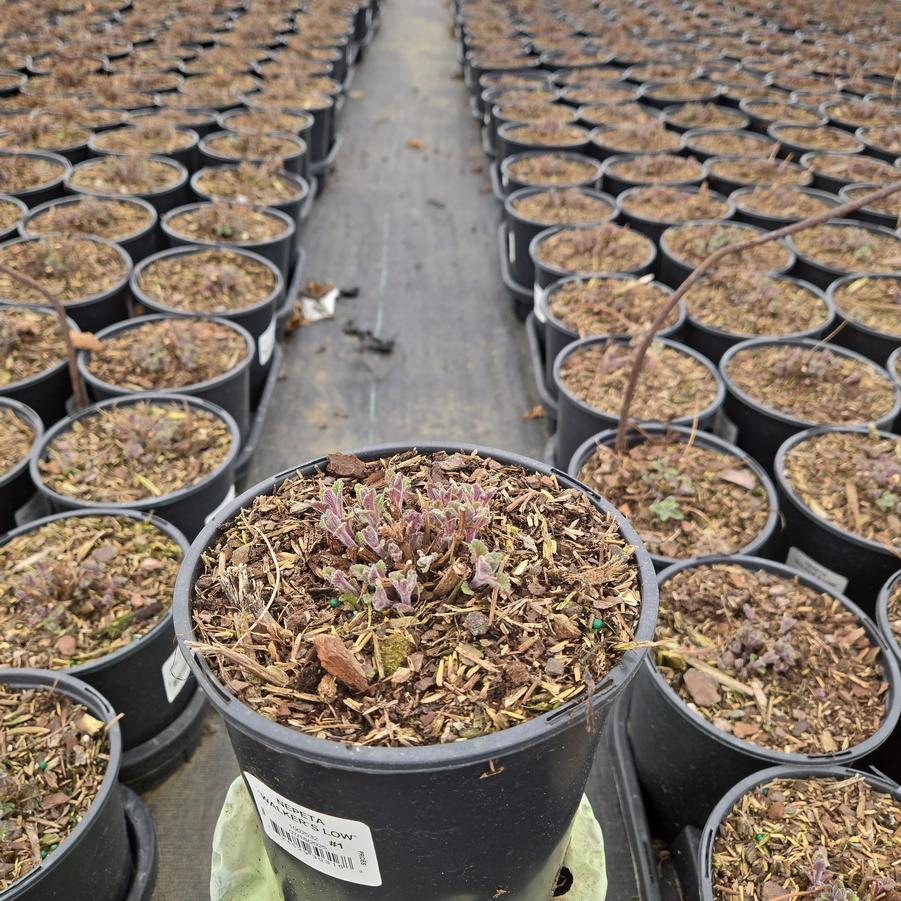 Nepeta racemosa 'Walker's Low'