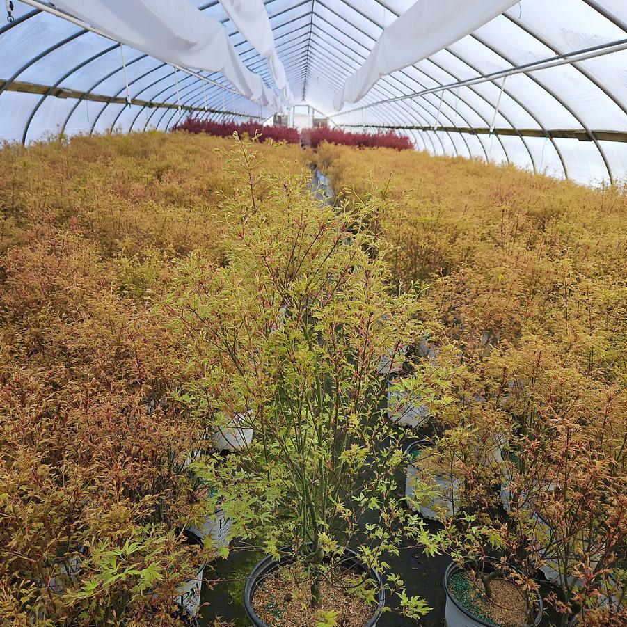 Acer palmatum Metamorphosa®