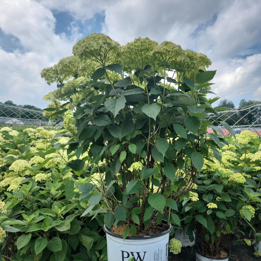 Hydrangea arborescens Invincibelle Sublime™