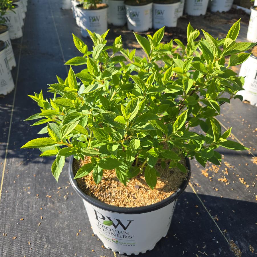 Hydrangea paniculata Puffer Fish®