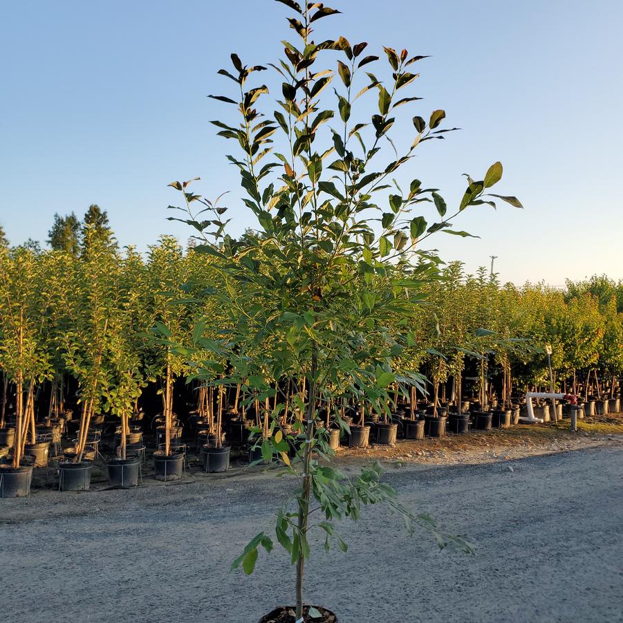 Nyssa sylvatica Wildfire