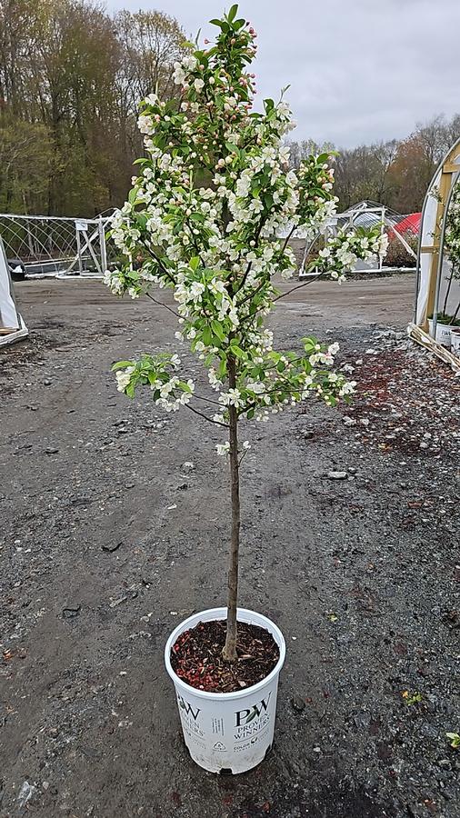 Malus sp. Sweet Sugar Tyme®