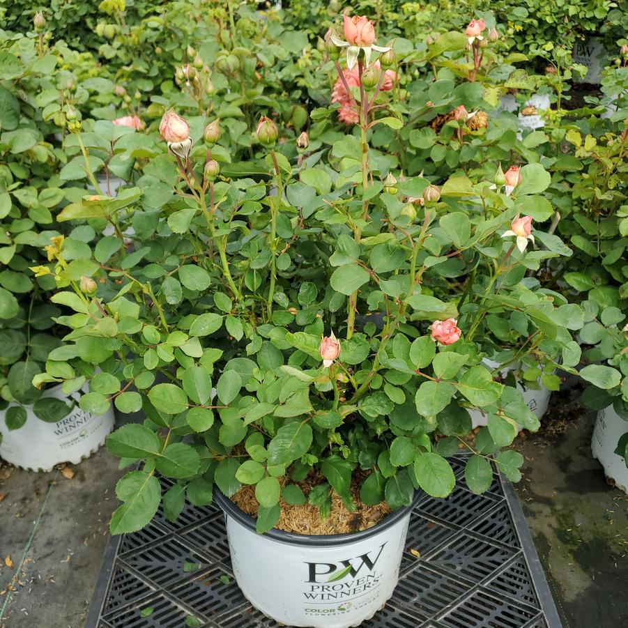 Rosa x Reminiscent® Coral