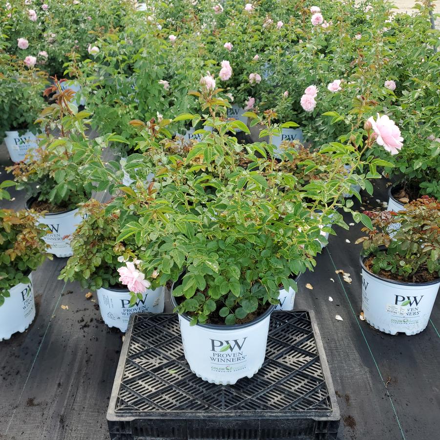 Rosa x Reminiscent® Pink
