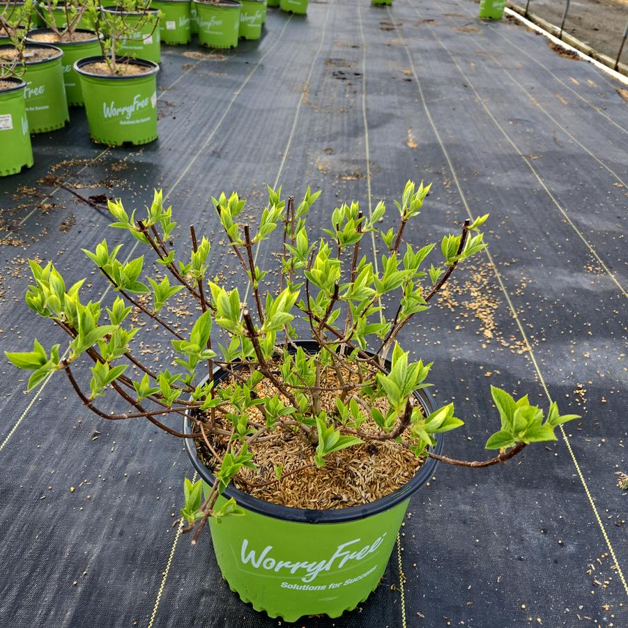 Hydrangea paniculata Magical® Ruby Snow