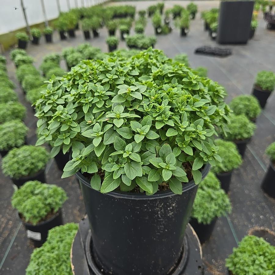 Ocimum b. Spicy Globe