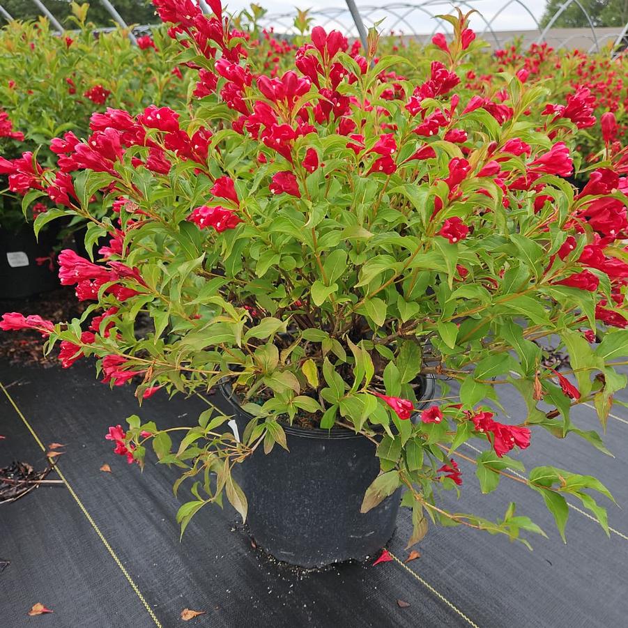 Weigela florida Magical® Robin