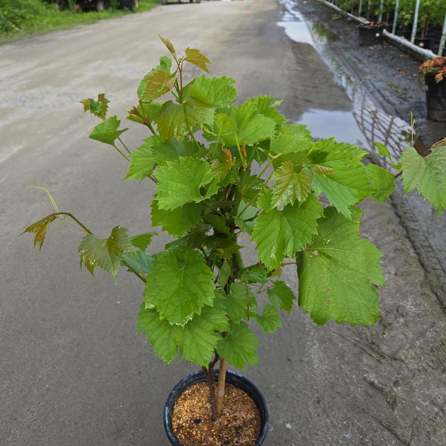 Vitis x Frontenac™