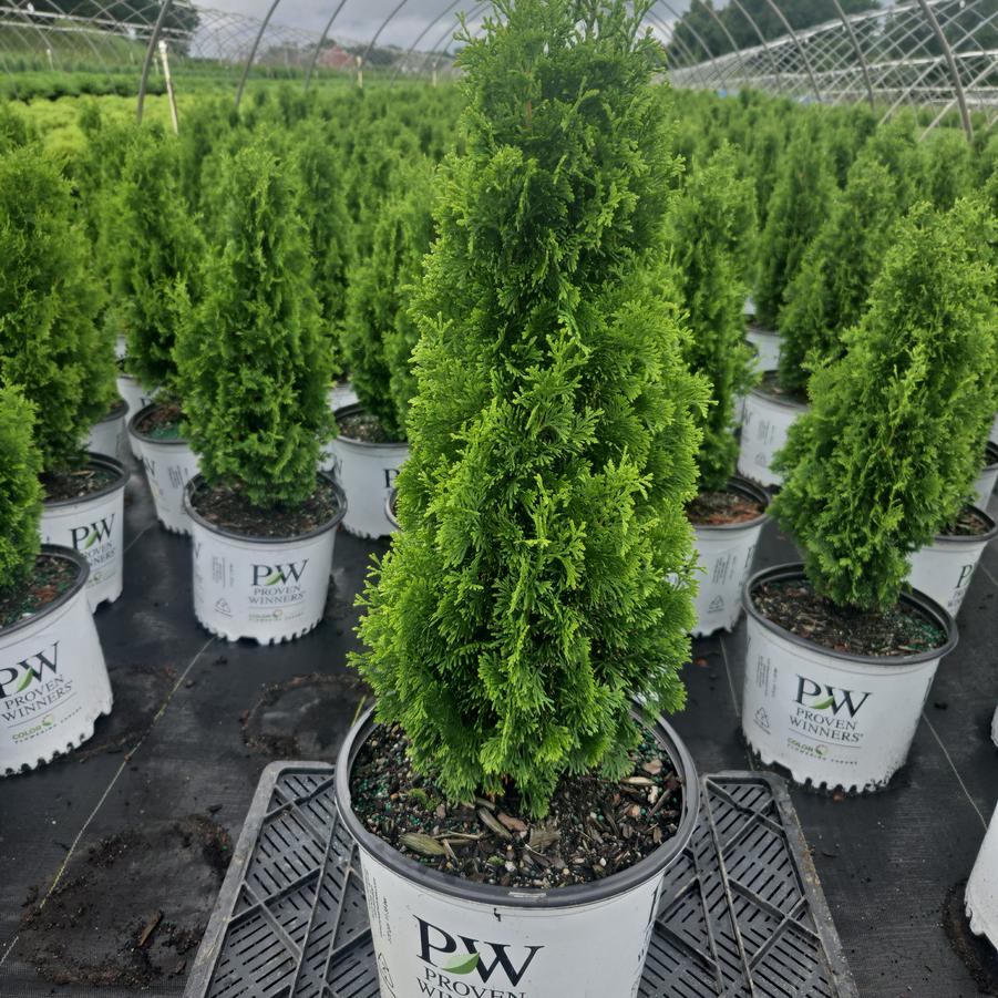 Thuja occidentalis Sting™