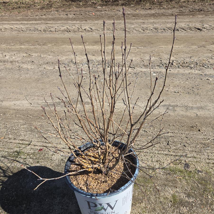 Ilex verticillata Mr. Poppins®