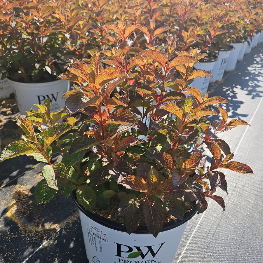 Weigela florida Midnight Sun®