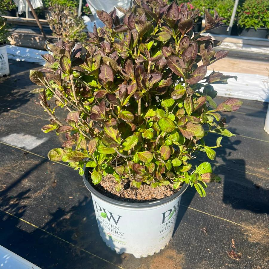 Weigela florida Vinho Verde™