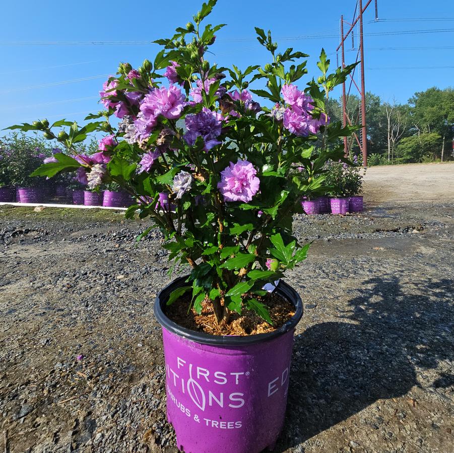 Hibiscus syriacus French Cabaret™ Purple