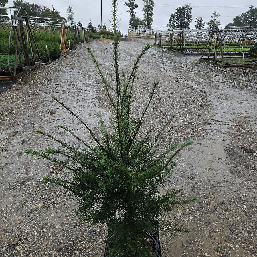 Pseudotsuga menziesii 