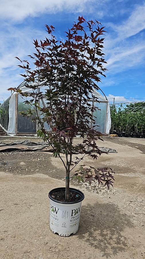 Acer palmatum Samurai Sword™