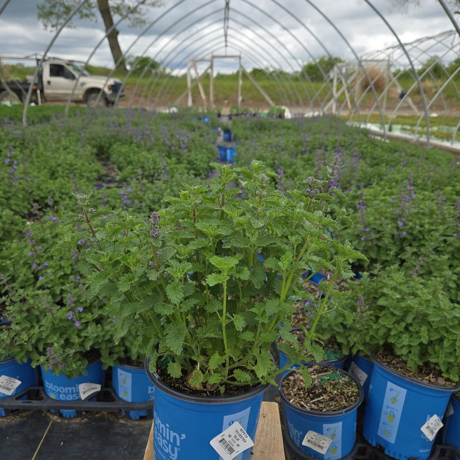 Nepeta faassenii Sylvester Blue™