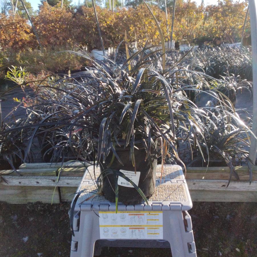 Ophiopogon planiscapus 'Nigra'