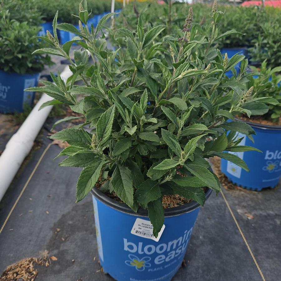 Buddleia x Blueberry Pie™