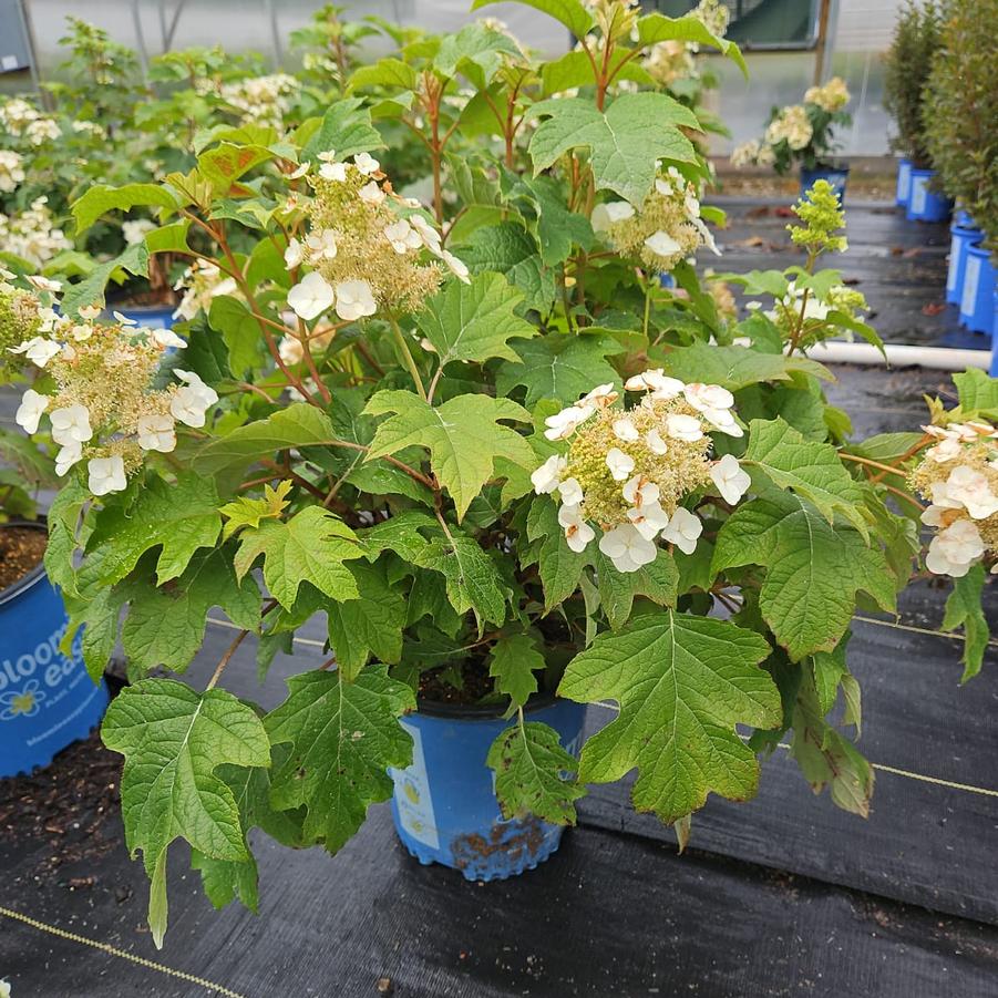 Hydrangea quercifolia Toy Soldier™