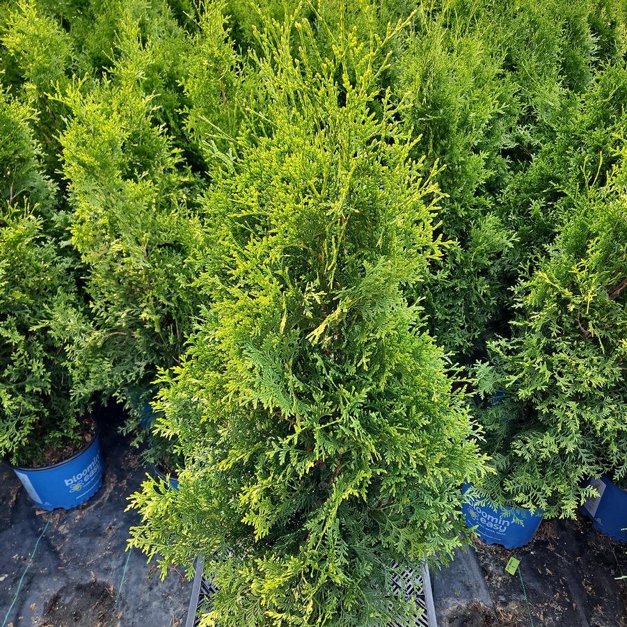 Thuja occidentalis Private Jet™