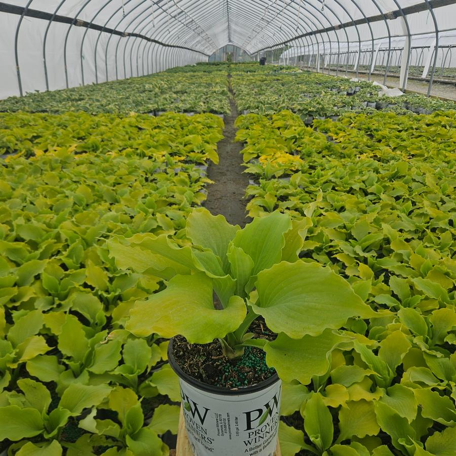 Hosta x Shadowland® 'Echo the Sun'