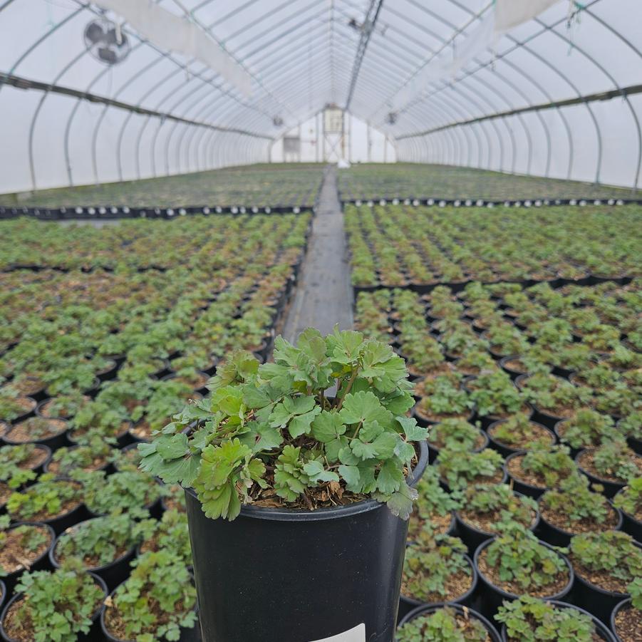 Aquilegia x Earlybird™ Blue White