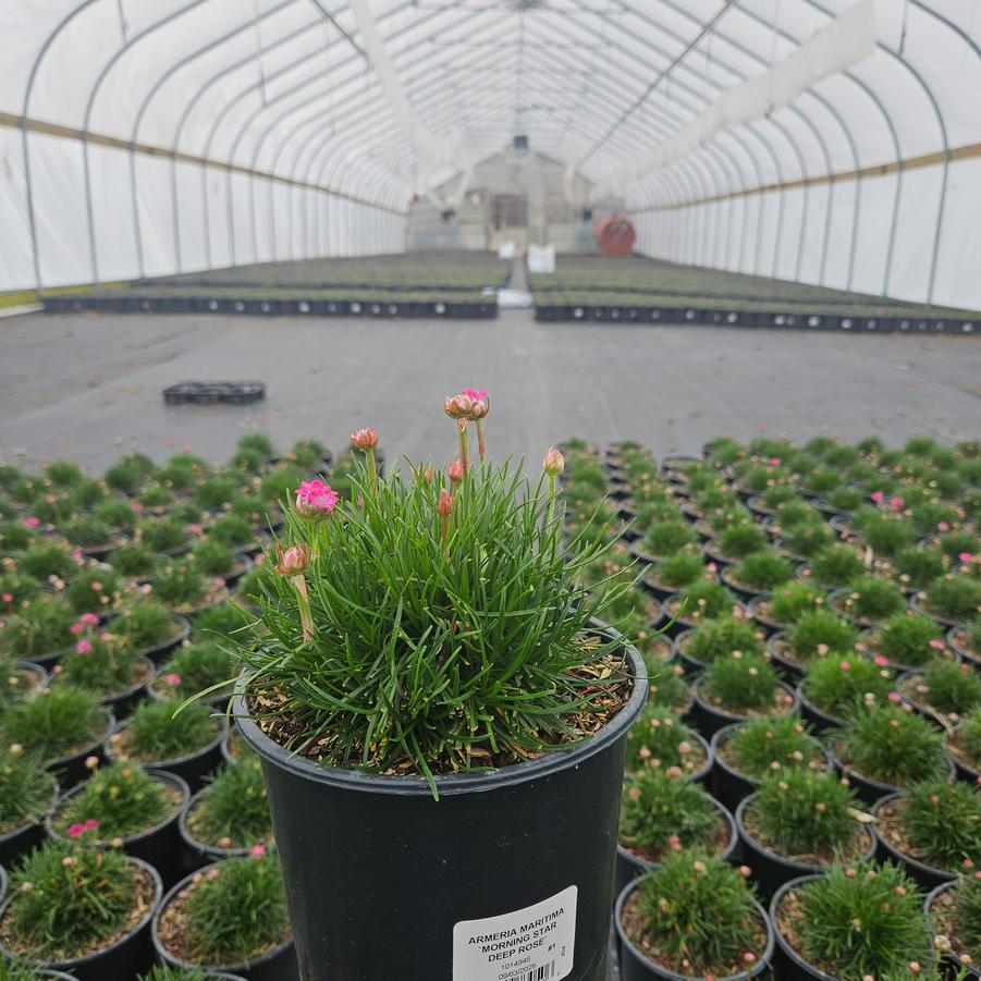 Armeria maritima 'Morning Star Deep Rose'