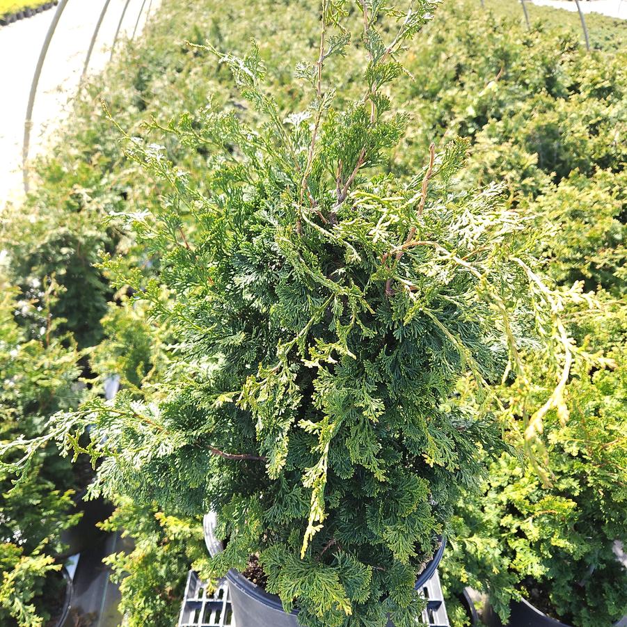 Chamaecyparis obtusa 'Wells Special'
