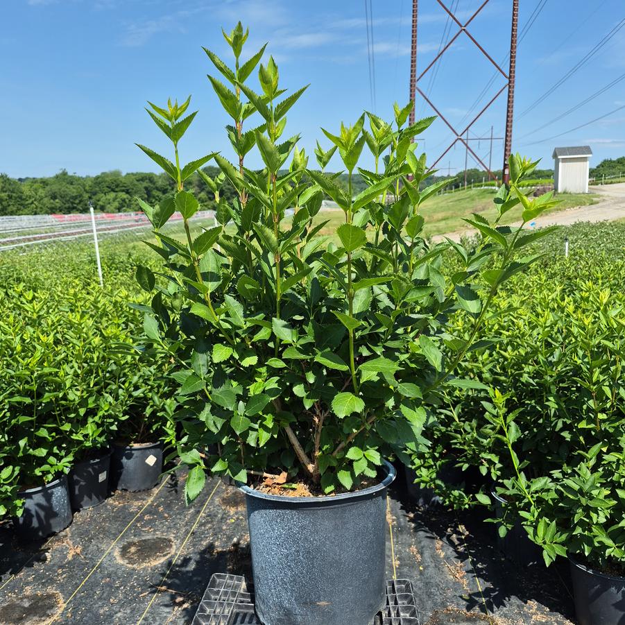 Forsythia x intermedia Magical® Gold