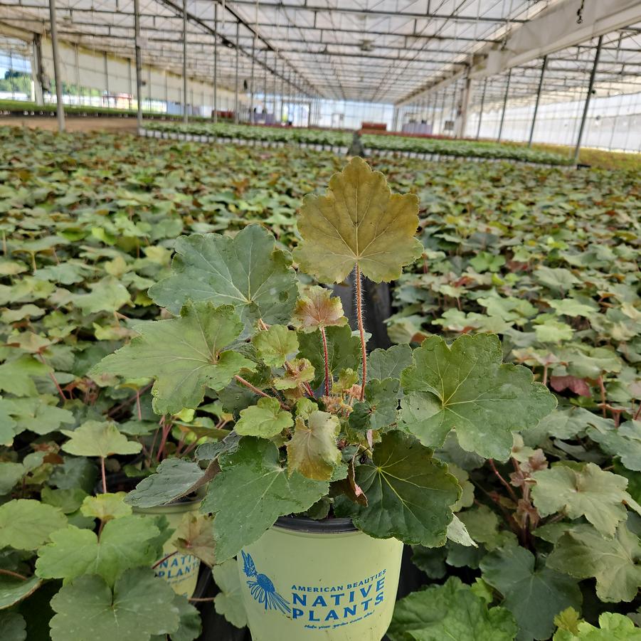 Heuchera villosa 