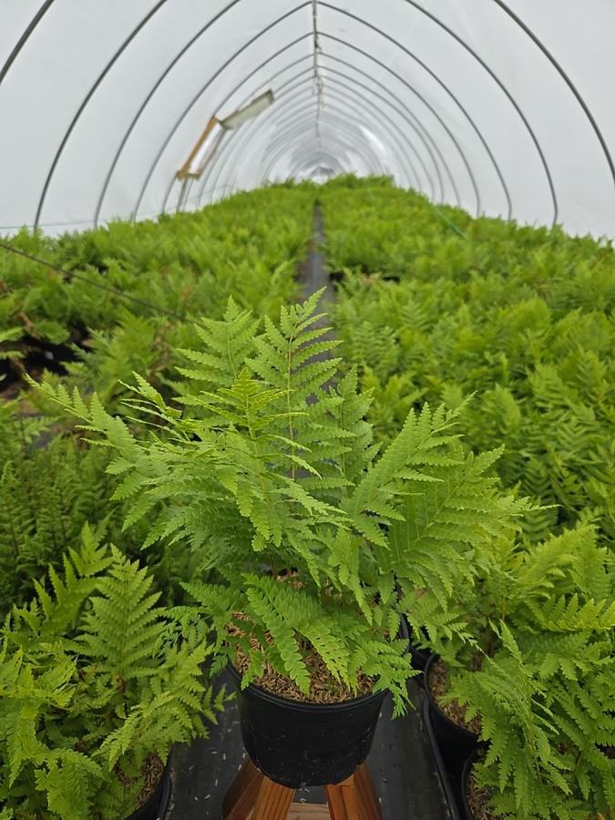 Osmunda cinnamomea 