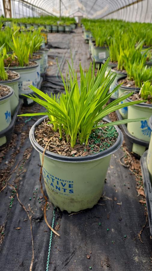 Liatris spicata 'Alba'