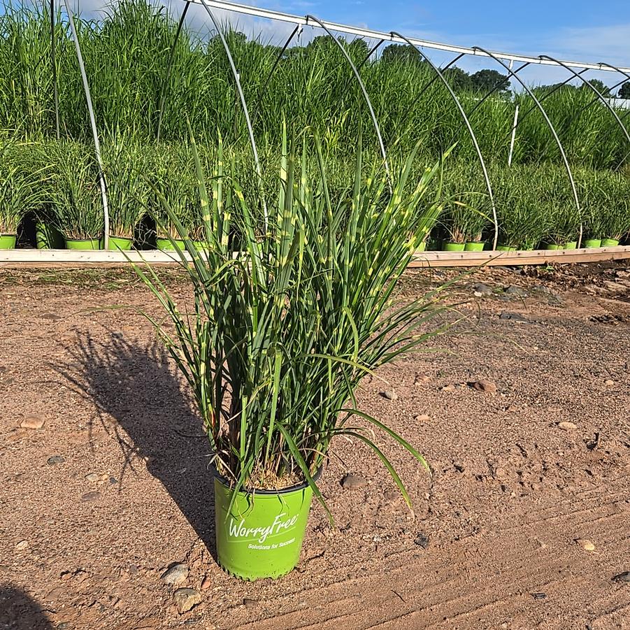Miscanthus sinensis High Frequency