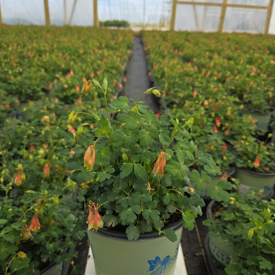 Aquilegia canadensis 'Little Lanterns'