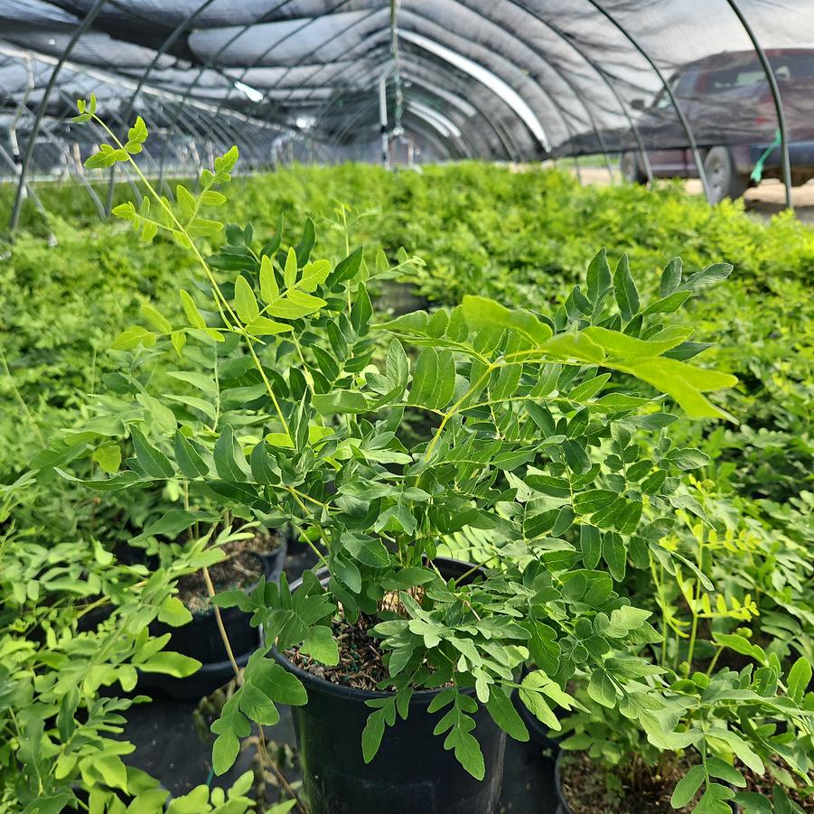 Osmunda regalis 