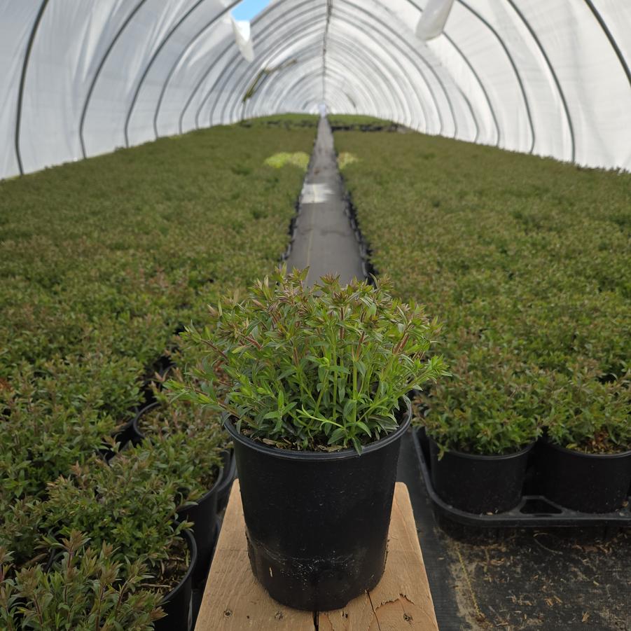 Phlox x 'Woodlander Pink'