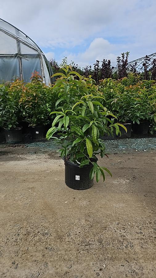 Oxydendrum arboreum 