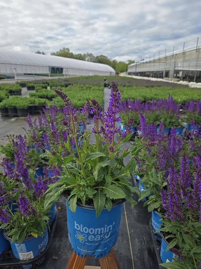 Salvia nemerosa 'Blue by You'