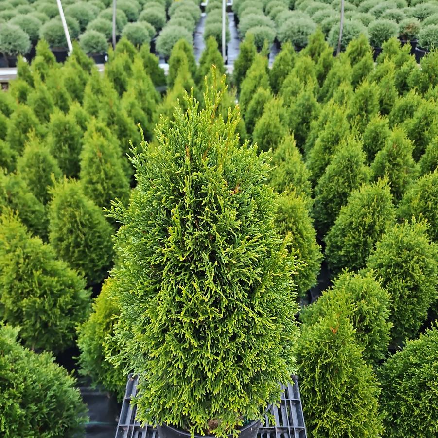Thuja occidentalis Emerald Squeeze™