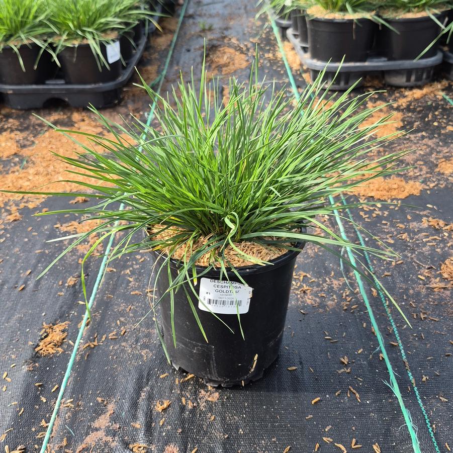Deschampsia cespitosa 'Goldtau'