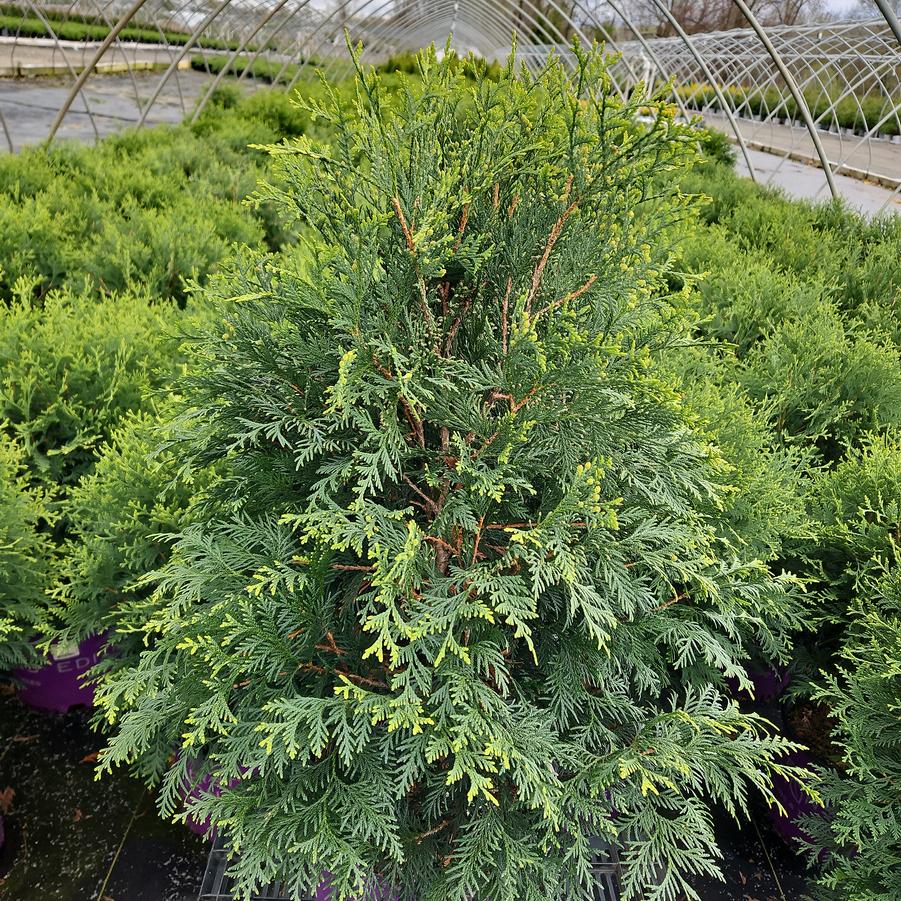 Thuja occidentalis Technito®