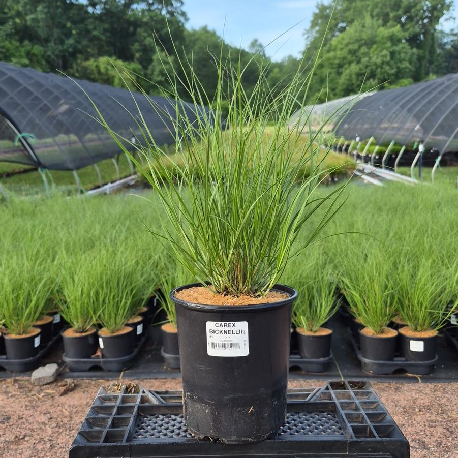 Carex bicknellii 