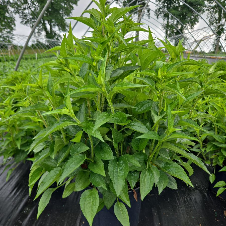 Rudbeckia fulgida 'Goldblitz'