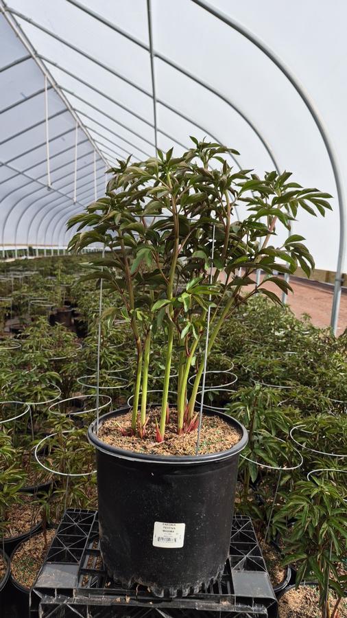 Paeonia lactiflora 'Festiva Maxima'