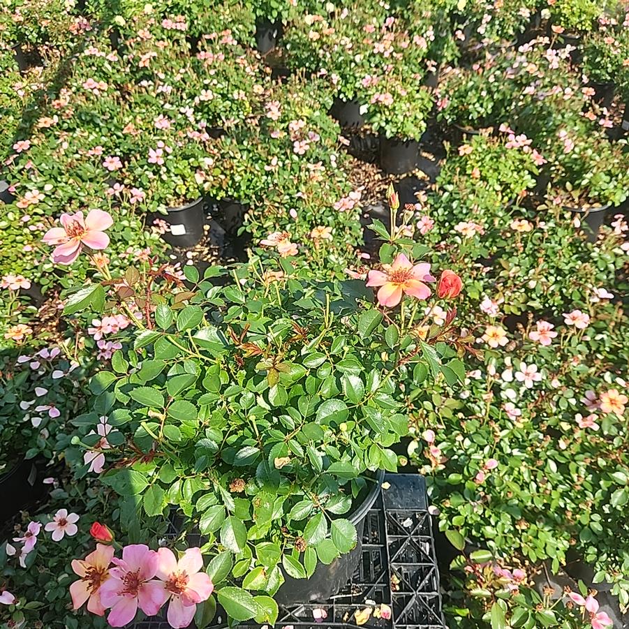 Rosa Flower Carpet® Peach