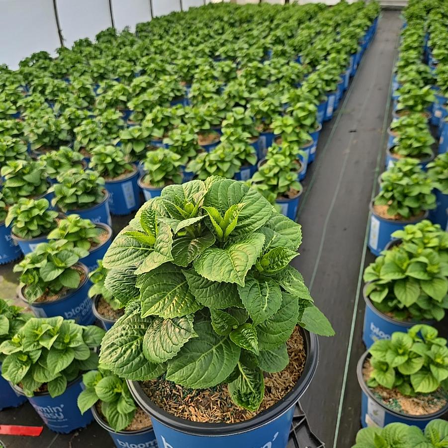 Hydrangea macrophylla Grin and Tonic™