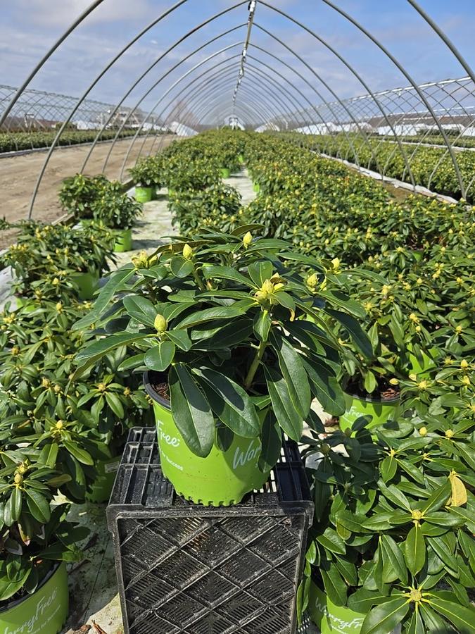 Rhododendron Holden's™ Pink