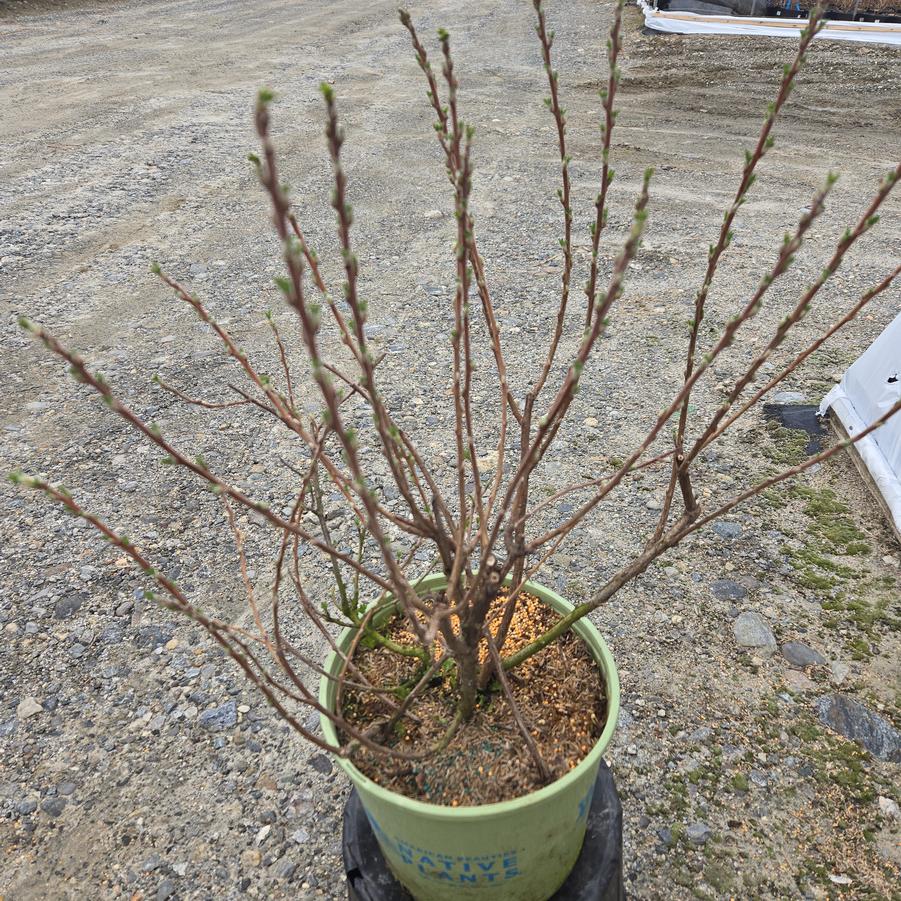 Ribes odoratum Sunny Bouquet™