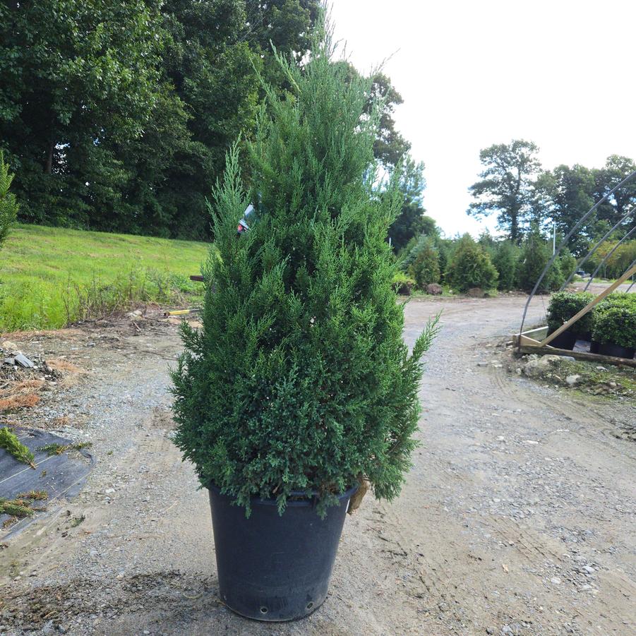 Juniperus chinensis 'Mountbatten'